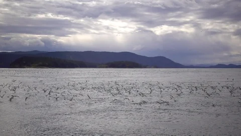 Slow Motion Flying Seabirds Stock-Footage 81865872