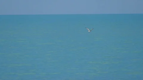 Slow motion, flying seagull on a background of blue sky Stock Footage 75048592