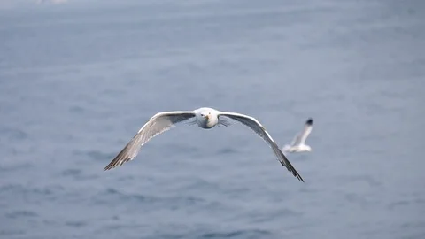 Slow Motion Of A Flying Seagull Stock Footage 110324520