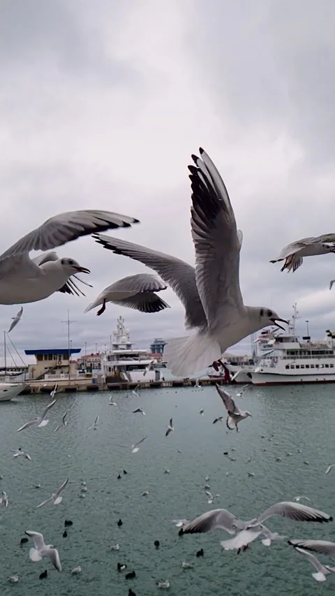 Slow motion of flying seagulls Stock Footage 149211663