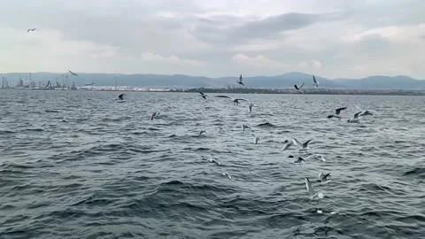 Slow motion flying seagulls Stock Footage 171767712