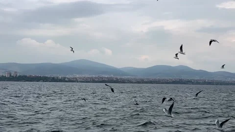 Slow motion flying seagulls Stock Footage 171767736