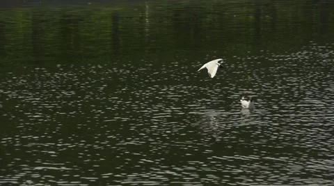 Slow motion flying seagulls over water background Stockbeeldmateriaal 49229455