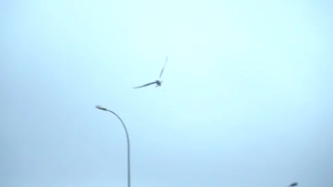 Slow motion flying seagulls V2 Stock Footage 165084100