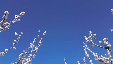 Slow motion flyover above a vast apricot orchard in full bloom during sunny day. Stock Footage 333769259