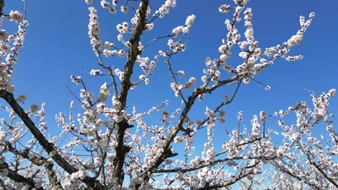 Slow motion flyover above a vast apricot orchard in full bloom during sunny day. Video stock 333769441