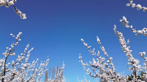 Slow motion flyover above a vast apricot orchard in full bloom during sunny day. Video stock 333769907