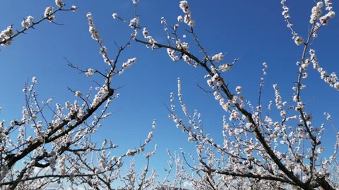 Slow motion flyover above a vast apricot orchard in full bloom during sunny day. Video stock 333769909