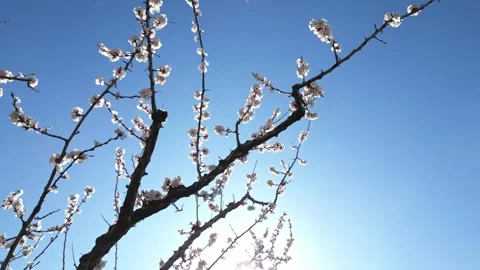 Slow motion flyover above a vast apricot orchard in full bloom during sunny day. Stock Footage 333769912