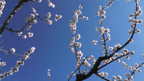 Slow motion flyover above a vast apricot orchard in full bloom during sunny day. Video stock 333769920