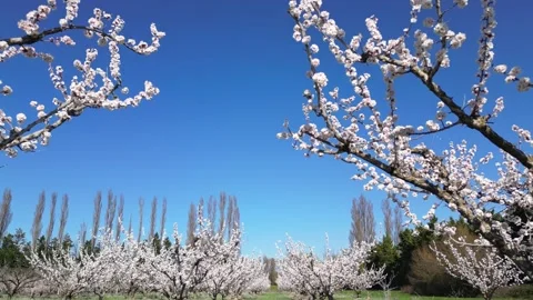 Slow motion flyover above a vast apricot orchard in full bloom during sunny day. Video stock 333769939