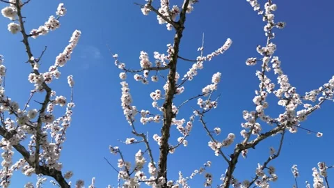 Slow motion flyover above a vast apricot orchard in full bloom during sunny day. Video stock 333770351