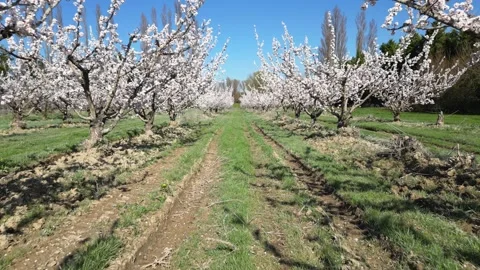 Slow motion flyover above a vast apricot orchard in full bloom during sunny day. Video stock 333771116