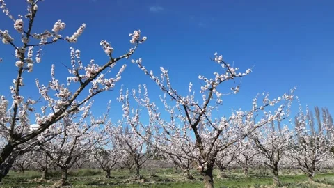 Slow motion flyover above a vast apricot orchard in full bloom during sunny day. Video stock 333771325