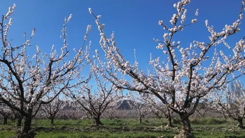 Slow motion flyover above a vast apricot orchard in full bloom during sunny day. Stock Footage 333771330