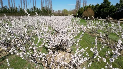 Slow motion flyover above a vast apricot orchard in full bloom during sunny day. Stock Footage 333773706