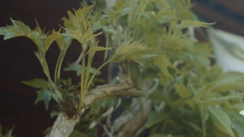 Slow motion flythrough a vine Stock Footage 154572902