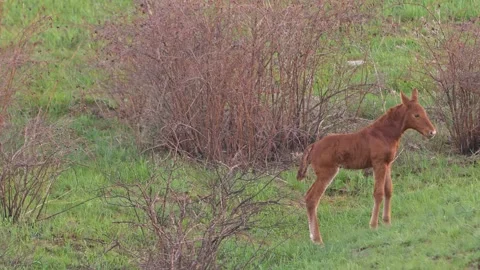 Slow motion. A foal walks through a green pasture among a herd of horses. Funny Stock Footage 274639954