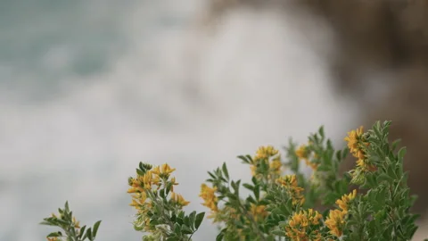 Slow motion focus pull from blooming bush to sea waves crushing over rocks with Stock Footage 254243760