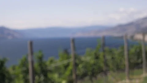 Slow motion focus pull of lush green vineyard with beautiful mountains and lake Video stock 122591112