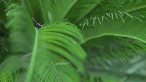 Slow Motion Focus Pull over Palm Tree Frond Blowing in the Wind, 1080p HD Stock Footage 86881527