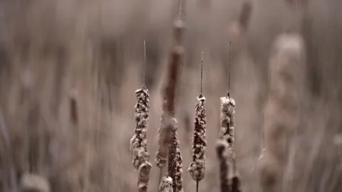 Slow Motion Focus Shift Across Cattails in Wetlands Stock Footage 335882842