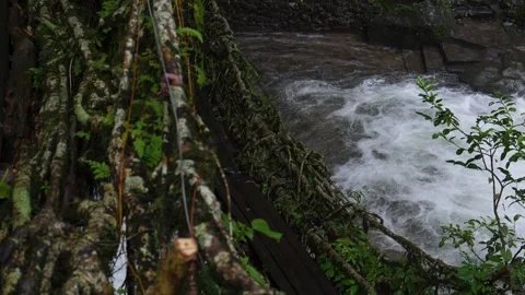 Slow Motion Focus Transition Jungle Root Bridges India Stock Footage 139231406