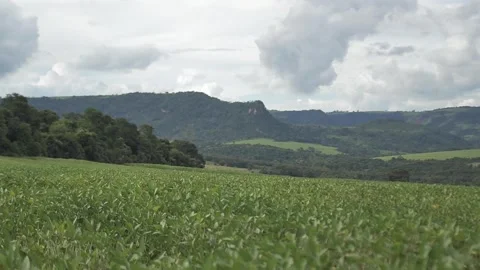 Slow motion focus transition on soybean field among forests in Brazil Stock Footage 255686476