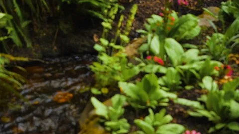 Slow motion focus ull panning shot of small creek running through lush green gar Stock Footage 122228119