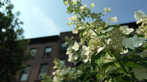 Slow motion following bee around white flowers in front of Brooklyn brownstones Stock Footage 341897074