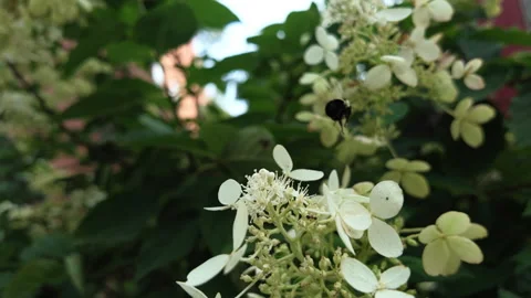 Slow motion following large bumblebee from one white flower to another Stock-Footage 341896087