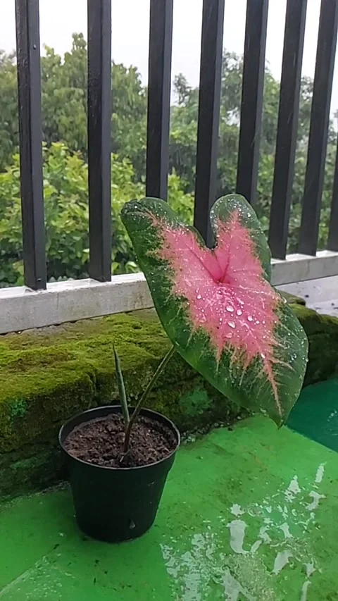 Slow Motion Video stock 272767367