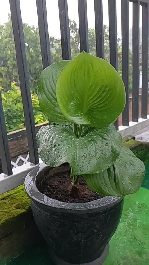 Slow Motion Stock Footage 273351591