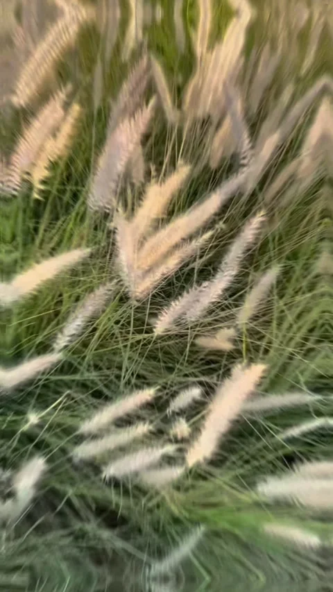 Slow Motion Stock Footage 324528085