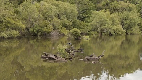 Slow motion footage of Anhinga river bird flapping it's wings dry Stock Footage 106947675