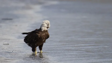 Slow motion footage of bald eagle walking along bank of Alaskan Fjord Video stock 113482900