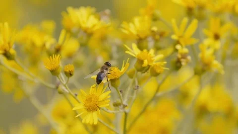Slow motion footage of a bee and a wasp on a flower fighting for nectar Stock Footage 83880481