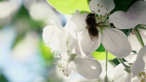 Slow motion footage. Bee flying collecting pollen from flowers Stockbeeldmateriaal 90105329