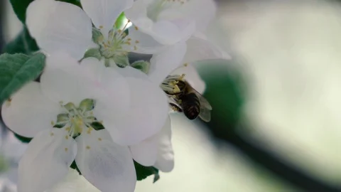Slow motion footage. Bee flying collecting pollen from flowers Stockbeeldmateriaal 90105541