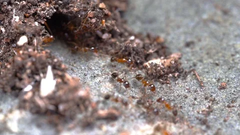 Slow motion footage of Big-headed ants Stock Footage