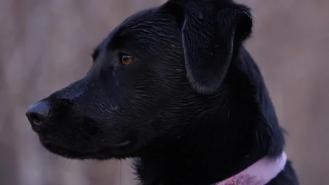 Slow Motion Footage of a Black Lab Coming to Attention Stock Footage