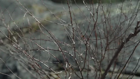 Slow motion footage of branches in front of a grey rock. Springtime Stock Footage 196503690