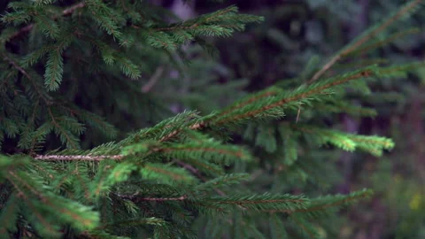 Slow motion footage of Branches of Spruce. Swaying in the wind. Christmas. Stock Footage 141342233