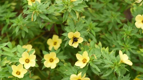 Slow Motion Footage of A carpenter bee lands and leaves from a Damiana flower Stock Footage 171099043