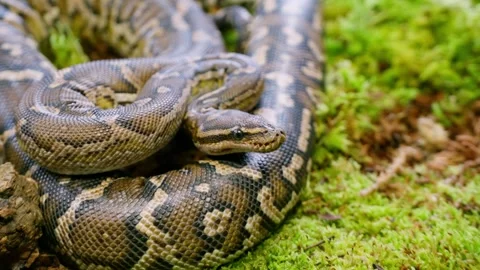 Slow-motion footage of a coiling python moving across the forest floor Stock Footage 308900685