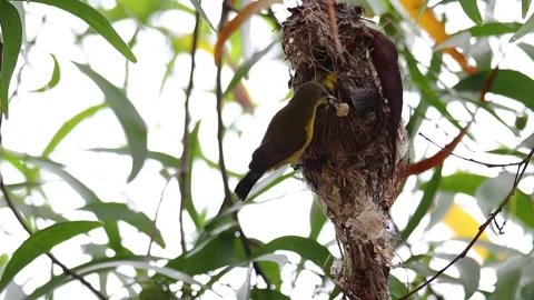 Slow Motion footage of Dramatic moment of Sunbird pull of dead bird from the  Stock Footage 161235626