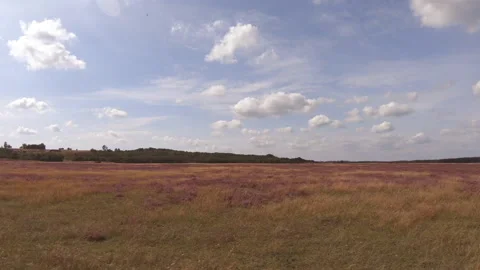 Slow motion footage of driving besides a violett field on the countryside. Stock Footage 155502133