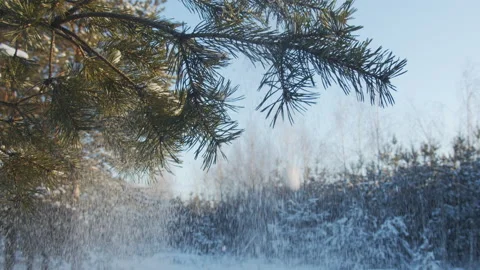 Slow motion footage of falling snow from trees. Coniferous snowy tree in wint Stock Footage 164724717