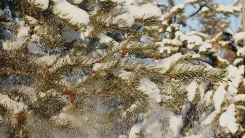Slow motion footage of falling snow from trees. Coniferous snowy tree in wi.. Stock Footage 303707232