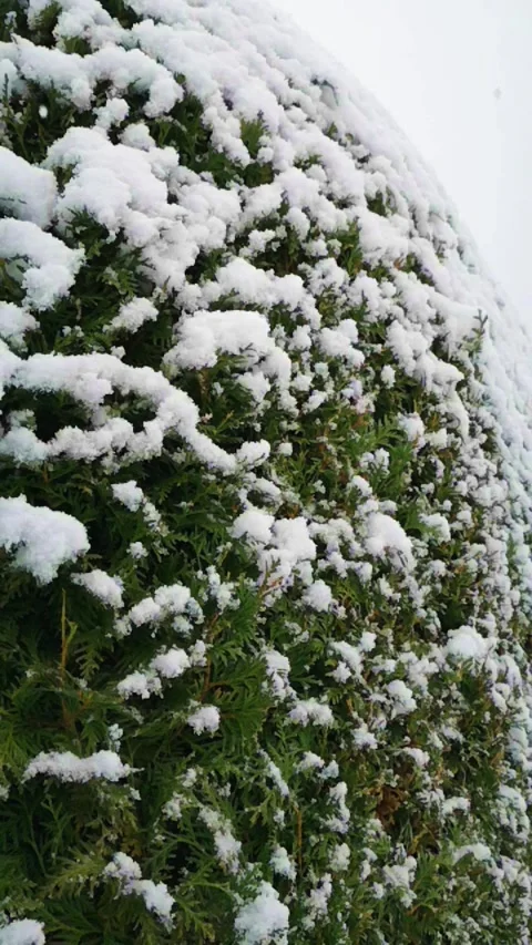 Slow motion footage of falling snowflakes during snowfall against thuja shrub Stock Footage 142598944